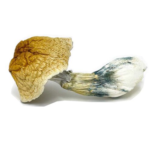 African Transkei Mushroom