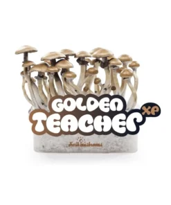 FRESH MUSHROOMS GROW KIT ‘GOLDEN TEACHER’