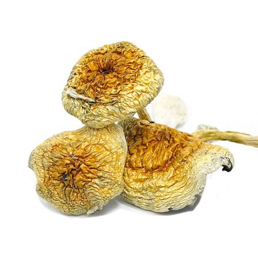 Goldie Magic Mushrooms
